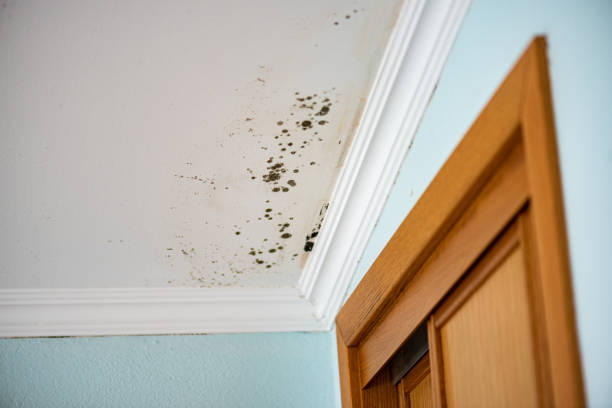 Best Office Mold Removal Services  in Bon Secour, AL
