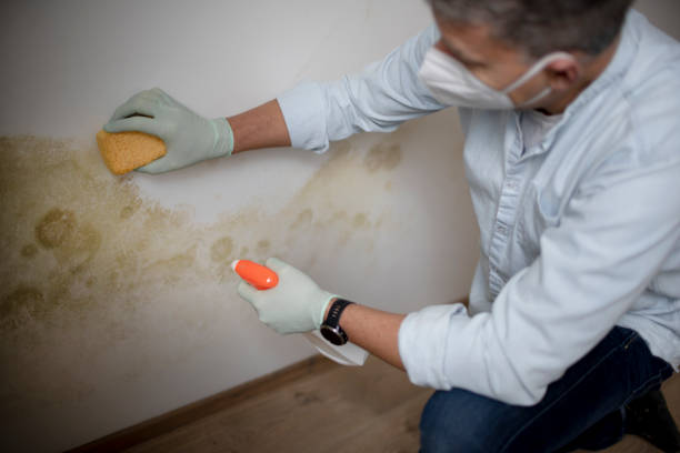 Best Mold Cleaning Services  in Bon Secour, AL