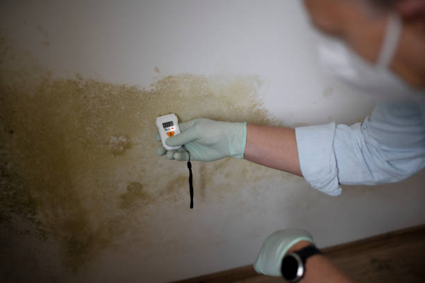 Certified Mold Removal in Bon Secour, AL