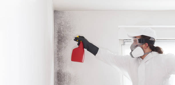 Best Black Mold Removal  in Bon Secour, AL