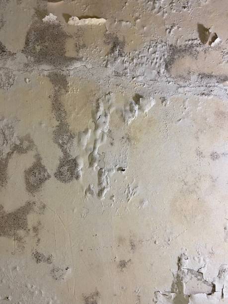 Best Commercial Mold Removal  in Bon Secour, AL