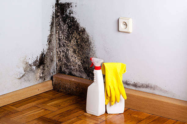 Best Affordable Mold Removal  in Bon Secour, AL