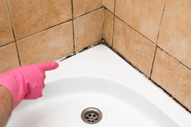 Home Mold Removal in Bon Secour, AL
